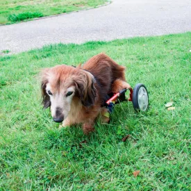 PaletteLife Adjustable Dog Wheelchair (for Miniature Dachshund), hind Legs Rehabilitation, Light Weight Pet Supplies, Dog Cart, Wheels